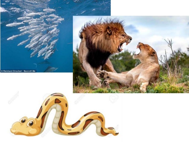 They Fought Like Cats And Dogs Simile They Fought Like Cats And Dogs Simile
