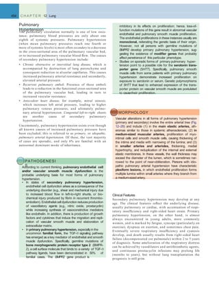 484 C H A P T E R 12 Lung
Pulmonary
HypertensionThe pulmonary circulation normally is one of low resis-
tance; pulmonary blood pressures are only about one
eighth of systemic pressures. Pulmonary hypertension
(when mean pulmonary pressures reach one fourth or
more of systemic levels) is most often secondary to a decrease
in the cross-sectional area of the pulmonary vascular bed,
or to increased pulmonary vascular blood ﬂow. The causes
of secondary pulmonary hypertension include:
• Chronic obstructive or interstitial lung disease, which is
accompanied by destruction of lung parenchyma and
consequent reduction in alveolar capillaries. This causes
increased pulmonary arterial resistance and secondarily,
elevated arterial pressure.
• Recurrent pulmonary emboli. Presence of these emboli
leads to a reduction in the functional cross-sectional area
of the pulmonary vascular bed, leading in turn to
increased vascular resistance.
• Antecedent heart disease, for example, mitral stenosis,
which increases left atrial pressure, leading to higher
pulmonary venous pressures, and ultimately pulmo-
nary arterial hypertension. Congenital left-to-right shunts
are another cause of secondary pulmonary
hypertension.
Uncommonly, pulmonary hypertension exists even though
all known causes of increased pulmonary pressure have
been excluded; this is referred to as primary, or idiopathic,
pulmonary arterial hypertension. Of these, the vast majority
of cases are sporadic, and only 6% are familial with an
autosomal dominant mode of inheritance.
PATHOGENESI
SAccording to current thinking, pulmonary endothelial cell
and/or vascular smooth muscle dysfunction is the
probable underlying basis for most forms of pulmonary
hypertension.
• In states of secondary pulmonary hypertension,
endothelial cell dysfunction arises as a consequence of the
underlying disorder (e.g., shear and mechanical injury due
to increased blood ﬂow in left-to-right shunts, or bio-
chemical injury produced by ﬁbrin in recurrent thrombo-
embolism). Endothelial cell dysfunction reduces production
of vasodilatory agents (e.g., nitric oxide, prostacyclin)
while increasing synthesis of vasoconstrictive mediators
like endothelin. In addition, there is production of growth
factors and cytokines that induce the migration and repli-
cation of vascular smooth muscle and elaboration of
extracellular matrix.
• In primary pulmonary hypertension, especiallyin the
uncommon familial form, the TGF- signaling pathway
has emerged as a key mediator of endothelial and smooth
muscle dysfunction. Speciﬁcally, germline mutations of
bone morphogenetic protein receptor type 2 (BMPR-
2), a cell surface molecule that binds to a variety of TGF-
pathway ligands, have been demonstrated in 50% of
familial cases. The BMPR2 gene product is
inhibitory in its effects on proliferation; hence, loss-of-
function mutations of this gene result in abnormal vascular
endothelial and pulmonary smooth muscle proliferation.
The endothelial proliferations in these instances usually are
monoclonal, reiterating the genetic basis of their origin.
However, not all persons with germline mutations of
BMPR2 develop primary pulmonary hypertension, sug-
gesting the existence of modiﬁer genes that probably
affect penetrance of this particular phenotype.
• Studies on sporadic forms of primary pulmonary hyper-
tension point to a possible role for the serotonin trans-
porter gene (5HTT). Speciﬁcally, pulmonary smooth
muscle cells from some patients with primary pulmonary
hypertension demonstrate increased proliferation on
exposure to serotonin or serum. Genetic polymorphisms
of 5HTT that lead to enhanced expression of the trans-
porter protein on vascular smooth muscle are postulated
to causetheir proliferation.
MORPHOLOGY
Vascular alterations in all forms of pulmonary hypertension
(primary and secondary) involve the entire arterial tree (Fig.
12–28) and include (1) in the main elastic arteries, ath-
eromas similar to those in systemic atherosclerosis; (2) in
medium-sized muscular arteries, proliferation of myo-
intimal cells and smooth muscle cells, causing thickening of
the intima and media with narrowing of the lumina; and (3)
in smaller arteries and arterioles, thickening, medial
hypertrophy, and reduplication of the internal and external
elastic membranes. In these vessels, the wall thickness may
exceed the diameter of the lumen, which is sometimes nar-
rowed to the point of near-obliteration. Persons with idio-
pathic pulmonary arterial hypertension have characteristic
plexiform lesions, in which endothelial proliferation forms
multiple lumina within small arteries where they branch from
a medium-sized artery.
Clinical Features
Secondary pulmonary hypertension may develop at any
age. The clinical features reﬂect the underlying disease,
usually pulmonary or cardiac, with accentuation of respi-
ratory insufﬁciency and right-sided heart strain. Primary
pulmonary hypertension, on the other hand, is almost
always encountered in young adults, more commonly
women, and is marked by fatigue, syncope (particularly on
exercise), dyspnea on exertion, and sometimes chest pain.
Eventually severe respiratory insufﬁciency and cyanosis
develop, and death usually results from right-sided heart
failure (decompensated cor pulmonale) within 2 to 5 years
of diagnosis. Some amelioration of the respiratory distress
can be achieved by vasodilators and antithrombotic agents,
and continuous prostacyclin infusions may prolong life
(months to years), but without lung transplantation the
prognosis is still grim.
 