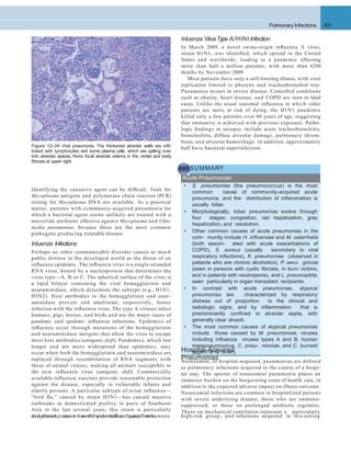 Pulmonary Infections 491
Inluenza VirusType A/HINI Infection
In March 2009, a novel swine-origin inﬂuenza A virus,
strain H1N1, was identiﬁed, which spread in the United
States and worldwide, leading to a pandemic affecting
more than half a million patients, with more than 6200
deaths by November 2009.
Most patients have only a self-limiting illness, with viral
replication limited to pharynx and tracheobronchial tree.
Pneumonia occurs in severe disease. Comorbid conditions
such as obesity, heart disease, and COPD are seen in fatal
cases. Unlike the usual seasonal inﬂuenza in which older
patients are more at risk of dying, the H1N1 pandemic
killed only a few patients over 60 years of age, suggesting
that immunity is achieved with previous exposure. Patho-
logic ﬁndings at autopsy include acute tracheobronchitis,
bronchiolitis, diffuse alveolar damage, pulmonary throm-
bosis, and alveolar hemorrhage. In addition, approximately
half have bacterial superinfection.
Identifying the causative agent can be difﬁcult. Tests for
Mycoplasma antigens and polymerase chain reaction (PCR)
testing for Mycoplasma DNA are available. As a practical
matter, patients with community-acquired pneumonia for
which a bacterial agent seems unlikely are treated with a
macrolide antibiotic effective against Mycoplasma and Chla-
mydia pneumoniae, because these are the most common
pathogens producing treatable disease.
Inluenza Infections
Perhaps no other communicable disorder causes as much
public distress in the developed world as the threat of an
inﬂuenza epidemic. The inﬂuenza virus is a single-stranded
RNA virus, bound by a nucleoprotein that determines the
virus type—A, B, or C. The spherical surface of the virus is
a lipid bilayer containing the viral hemagglutinin and
neuraminidase, which determine the subtype (e.g., H1N1,
H3N2). Host antibodies to the hemagglutinin and neur-
aminidase prevent and ameliorate, respectively, future
infection with the inﬂuenza virus. The type A viruses infect
humans, pigs, horses, and birds and are the major cause of
pandemic and epidemic inﬂuenza infections. Epidemics of
inﬂuenza occur through mutations of the hemagglutinin
and neuraminidase antigens that allow the virus to escape
most host antibodies (antigenic drift). Pandemics, which last
longer and are more widespread than epidemics, may
occur when both the hemagglutinin and neuraminidase are
replaced through recombination of RNA segments with
those of animal viruses, making all animals susceptible to
the new inﬂuenza virus (antigenic shift). Commercially
available inﬂuenza vaccines provide reasonable protection
against the disease, especially in vulnerable infants and
elderly persons. A particular subtype of avian inﬂuenza—
“bird ﬂu,” caused by strain H5N1—has caused massive
outbreaks in domesticated poultry in parts of Southeast
Asia in the last several years; this strain is particularly
dangerous, since it has the potential to “jump” to humans
Figure 12–34 Viral pneumonia. The thickened alveolar walls are inﬁl-
trated with lymphocytes and some plasma cells, which are spilling over
into alveolar spaces. Note focal alveolar edema in the center and early
ﬁbrosis at upper right.
SUMMARY
Acute Pneumonias
• S. pneumoniae (the pneumococcus) is the most
common cause of community-acquired acute
pneumonia, and the distribution of inﬂammation is
usually lobar.
• Morphologically, lobar pneumonias evolve through
four stages: congestion, red hepatization, gray
hepatization, and resolution.
• Other common causes of acute pneumonias in the
com- munity include H. inﬂuenzae and M. catarrhalis
(both associ- ated with acute exacerbations of
COPD), S. aureus (usually secondary to viral
respiratory infections), K. pneumoniae (observed in
patients who are chronic alcoholics), P. aeru- ginosa
(seen in persons with cystic ﬁbrosis, in burn victims,
and in patients with neutropenia), and L. pneumophila,
seen particularly in organ transplant recipients.
• In contrast with acute pneumonias, atypical
pneumonias are characterized by respiratory
distress out of proportion to the clinical and
radiologic signs, and by inﬂammation that is
predominantly conﬁned to alveolar septa, with
generally clear alveoli.
• The most common causes of atypical pneumonias
include those caused by M. pneumoniae, viruses
including inﬂuenza viruses types A and B, human
metapneumovirus, C. pneu- moniae, and C. burnetii
(agent of Q fever).Hospital-Acquired
Pneumonias
and thereby cause a worldwide inﬂuenza pandemic. high-risk group, and infections acquired in this setting
Nosocomial, or hospital-acquired, pneumonias are deﬁned
as pulmonary infections acquired in the course of a hospi-
tal stay. The specter of nosocomial pneumonia places an
immense burden on the burgeoning costs of health care, in
addition to the expected adverse impact on illness outcome.
Nosocomial infections are common in hospitalized persons
with severe underlying disease, those who are immuno-
suppressed, or those on prolonged antibiotic regimens.
Those on mechanical ventilation represent a particularly
 