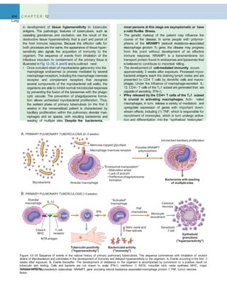 494 C H A P T E R 12
Lung
in development of tissue hypersensitivity to tubercular
antigens. The pathologic features of tuberculosis, such as
caseating granulomas and cavitation, are the result of the
destructive tissue hypersensitivity that is part and parcel of
the host immune response. Because the effector cells for
both processes are the same, the appearance of tissue hyper-
sensitivity also signals the acquisition of immunity to the
organism. The sequence of events from inhalation of the
infectious inoculum to containment of the primary focus is
illustrated in Fig.12–35, A and B and isoutlined next:
• Once avirulent strain of mycobacteria gainsentry into the
macrophage endosomes (a process mediated by several
macrophage receptors, including the macrophage mannose
receptor and complement receptors that recognize
several components of the mycobacterial cell walls), the
organisms are able to inhibit normal microbicidal responses
by preventing the fusion of the lysosomes with the phago-
cytic vacuole. The prevention of phagolysosome forma-
tion allows unchecked mycobacterial proliferation. Thus,
the earliest phase of primary tuberculosis (in the ﬁrst 3
weeks) in the nonsensitized patient is characterized by
bacillary proliferation within the pulmonary alveolar mac-
rophages and air spaces, with resulting bacteremia and
seeding of multiple sites. Despite the bacteremia,
B. PRIMARY PULMONARY TUBERCULOSIS (>3 weeks)
Mycobacteria Alveolar macrophage
Alveolar
macrophage
ClassII
MHC
T-cell
receptor
IFN-

IL-12
MTB antigen
Tuberculin positivity
("hypersensitivity")
Bactericidal activity
("immunity")
Epithelioid
granuloma
("hypersensitivity")
Bacteremia with seeding
of multiple sites
Possible NRAMP1
polymorphism
"Endosomal manipulation"
• Maturation arrest
• Lack of acid pH
• Ineffective phagolysosome
formation
Mannose-capped glycolipid
Macrophage mannose receptor
A. PRIMARY PULMONARY TUBERCULOSIS (0–3 weeks)
Unchecked bacilliary proliferation
"Activated"
macrophage
Nitric oxide and
free radicals
Monocyte
recruitment
Sensitized
T cell
Caseous
necrosis
T-cell TH1 iNOS
TNF,
chemokines
Figure 12–35 Sequence of events in the natural history of primary pulmonary tuberculosis. This sequence commences with inhalation of virulent
strains of Mycobacterium and culminates in the development of immunity and delayed hypersensitivity to the organism. A, Events occurring in the ﬁrst 3
weeks after exposure. B, Events thereafter. The development of resistance to the organism is accompanied by conversion to a positive result on
tuberculin skin testing. Cells and bacteria are not drawn to scale. IFN-, interferon ; iNOS, inducible nitric oxide synthase; MHC, major
histocompatibilitycomplex; MTB, Mycobacterium tuberculosis; NRAMP1, gene encoding natural resistance–associatedmacrophage protein 1; TNF, tumor necrosis
factor.
most persons at this stage are asymptomatic or have
a mild ﬂu-like illness.
• The genetic makeup of the patient may inﬂuence the
course of the disease. In some people with polymor-
phisms of the NRAMP1 (natural resistance–associated
macrophage protein 1) gene, the disease may progress
from this point without development of an effective
immune response. NRAMP1 is a transmembrane ion
transport protein found in endosomes and lysosomes that
isbelieved to contribute to microbial killing.
• The development of cell-mediated immunity occurs
approximately 3 weeks after exposure. Processed myco-
bacterial antigens reach the draining lymph nodes and are
presented to CD4 T cells by dendritic cells and macro-
phages. Under the inﬂuence of macrophage-secreted IL-
12, CD4+ T cells of the TH1 subset are generated that are
capableof secreting IFN-.
• IFN-γ released by the CD4+ T cells of the TH1 subset
is crucial in activating macrophages. Acti- vated
macrophages, in turn, release a variety of mediators and
upregulate expression of genes with important down-
stream effects, including (1) TNF, which is responsible for
recruitment of monocytes, which in turn undergo activa-
tion and differentiation into the “epithelioid histiocytes”
 