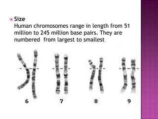  Size
 Human chromosomes range in length from 51
 million to 245 million base pairs. They are
 numbered from largest to smallest
 
