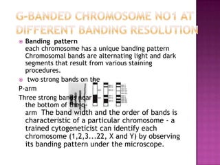  Banding pattern
  each chromosome has a unique banding pattern
  Chromosomal bands are alternating light and dark
  segments that result from various staining
  procedures.
 two strong bands on the
P-arm
Three strong bands near
  the bottom of the q-
  arm The band width and the order of bands is
    characteristic of a particular chromosome - a
    trained cytogeneticist can identify each
    chromosome (1,2,3...22, X and Y) by observing
    its banding pattern under the microscope.
 