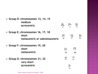    Group D: chromosomes 13, 14, 15
              medium
              acrocentric

   Group E: chromosomes 16, 17, 18
              short
              metacentric or submetacentric

   Group F: chromosomes 19, 20
              short
              metacentric

   Group G: chromosomes 21, 22
              very short
              acrocentric

           Mazen Zaharna Molecular Biology 1/2009
 