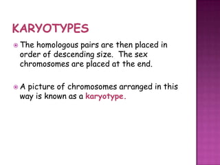  Thehomologous pairs are then placed in
 order of descending size. The sex
 chromosomes are placed at the end.

A picture of chromosomes arranged in this
 way is known as a karyotype.
 