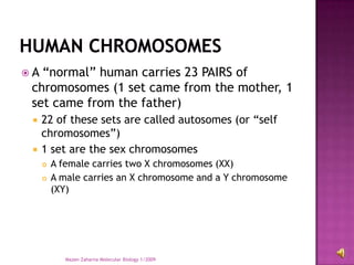 A “normal” human carries 23 PAIRS of
 chromosomes (1 set came from the mother, 1
 set came from the father)
    22 of these sets are called autosomes (or “self
     chromosomes”)
    1 set are the sex chromosomes
        A female carries two X chromosomes (XX)
        A male carries an X chromosome and a Y chromosome
         (XY)




            Mazen Zaharna Molecular Biology 1/2009
 