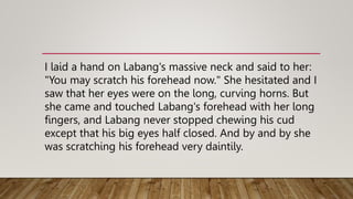 I laid a hand on Labang's massive neck and said to her:
"You may scratch his forehead now." She hesitated and I
saw that her eyes were on the long, curving horns. But
she came and touched Labang's forehead with her long
fingers, and Labang never stopped chewing his cud
except that his big eyes half closed. And by and by she
was scratching his forehead very daintily.
 