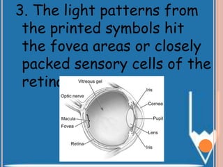 3. The light patterns from
the printed symbols hit
the fovea areas or closely
packed sensory cells of the
retina.
 