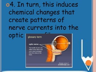 4. In turn, this induces
chemical changes that
create patterns of
nerve currents into the
optic nerve fiber.
 