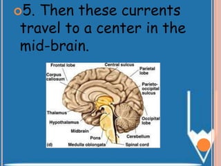 5. Then these currents
travel to a center in the
mid-brain.
 
