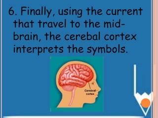 6. Finally, using the current
that travel to the mid-
brain, the cerebal cortex
interprets the symbols.
 