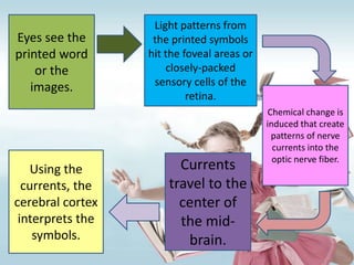 Light patterns from
Eyes see the       the printed symbols
printed word      hit the foveal areas or
    or the            closely-packed
   images.         sensory cells of the
                           retina.
                                            Chemical change is
                                            induced that create
                                             patterns of nerve
                                              currents into the
                                              optic nerve fiber.
    Using the           Currents
  currents, the       travel to the
cerebral cortex         center of
 interprets the         the mid-
    symbols.             brain.
 