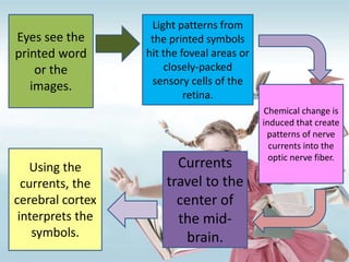 Eyes see the
printed word
or the
images.
Light patterns from
the printed symbols
hit the foveal areas or
closely-packed
sensory cells of the
retina.
Chemical change is
induced that create
patterns of nerve
currents into the
optic nerve fiber.
Currents
travel to the
center of
the mid-
brain.
Using the
currents, the
cerebral cortex
interprets the
symbols.
 