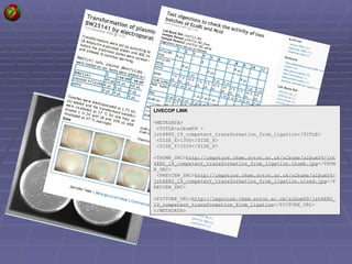 LIVECOP LINK <METADATA> <TITLE>album09 - jrh4880_19_competent_transformation_from_ligation</TITLE> <SIZE_X>1300</SIZE_X> <SIZE_Y>1026</SIZE_Y> <THUMB_SRC> http://imgstore.chem.soton.ac.uk/albums/album09/jrh4880_19_competent_transformation_from_ligation.thumb.jpg </THUMB_SRC> <PREVIEW_SRC> http://imgstore.chem.soton.ac.uk/albums/album09/jrh4880_19_competent_transformation_from_ligation.sized.jpg </PREVIEW_SRC> <PICTURE_URL> http://imgstore.chem.soton.ac.uk/album09/jrh4880_19_competent_transformation_from_ligation </PICTURE_URL> </METADATA> 