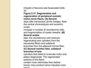 Chapter 2 Neurons and Associated Cells
33
Figure 2.11: Degeneration and
regeneration of peripheral somatic
motor nerve fibers. (A) Several
days after transection (at the wedge). Note
the central chromatolysis and eccentric
nuclei,
increase in number of neurolemma cells,
and fragmentation of myelin sheaths. (B)
Several weeks
later, the neurolemma cord receives
regenerating axis cylinders from the
transected fibers and collateral
branches from the adjacent normal fiber.
(C) Several months later, collateral
branches of axis
cylinders that failed to innervate motor end
plates degenerate. The regenerated
portions of the fibers
contain more internodes than before:
hence, they conduct nerve impulses more
 