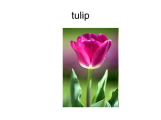tulip
 