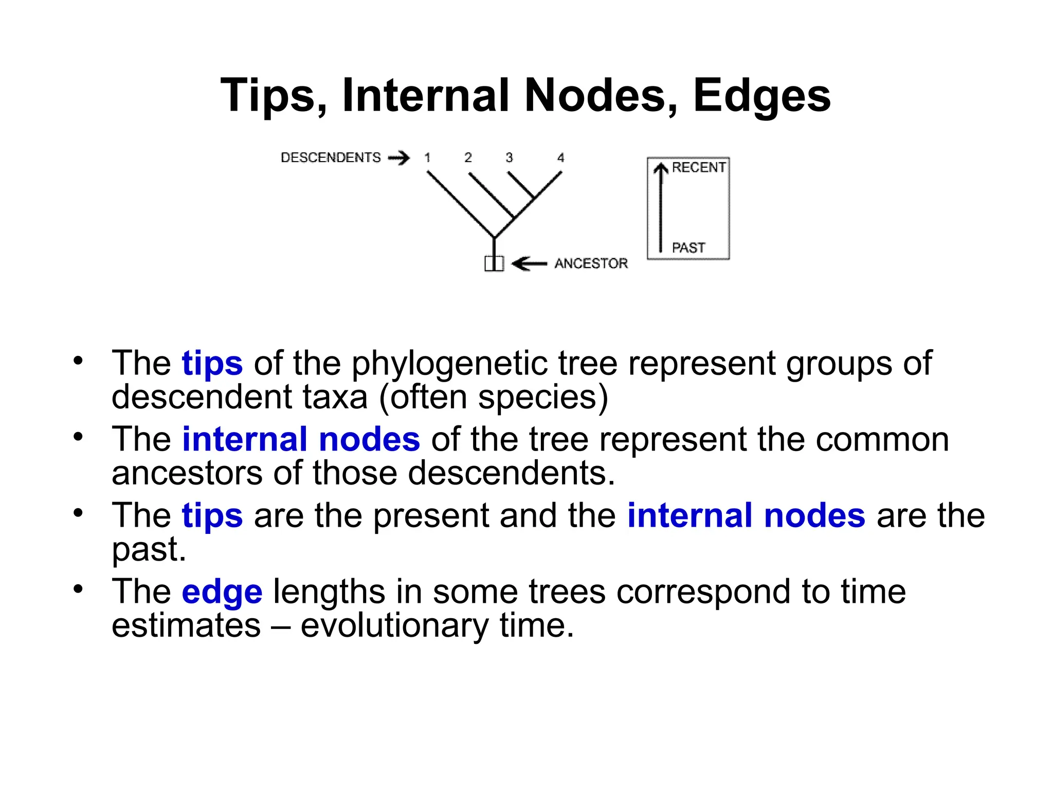 Tips, Internal Nodes, Edges
• The tips of the phylogenetic tree represent groups of
descendent taxa (often species)
• The internal nodes of the tree represent the common
ancestors of those descendents.
• The tips are the present and the internal nodes are the
past.
• The edge lengths in some trees correspond to time
estimates – evolutionary time.
 