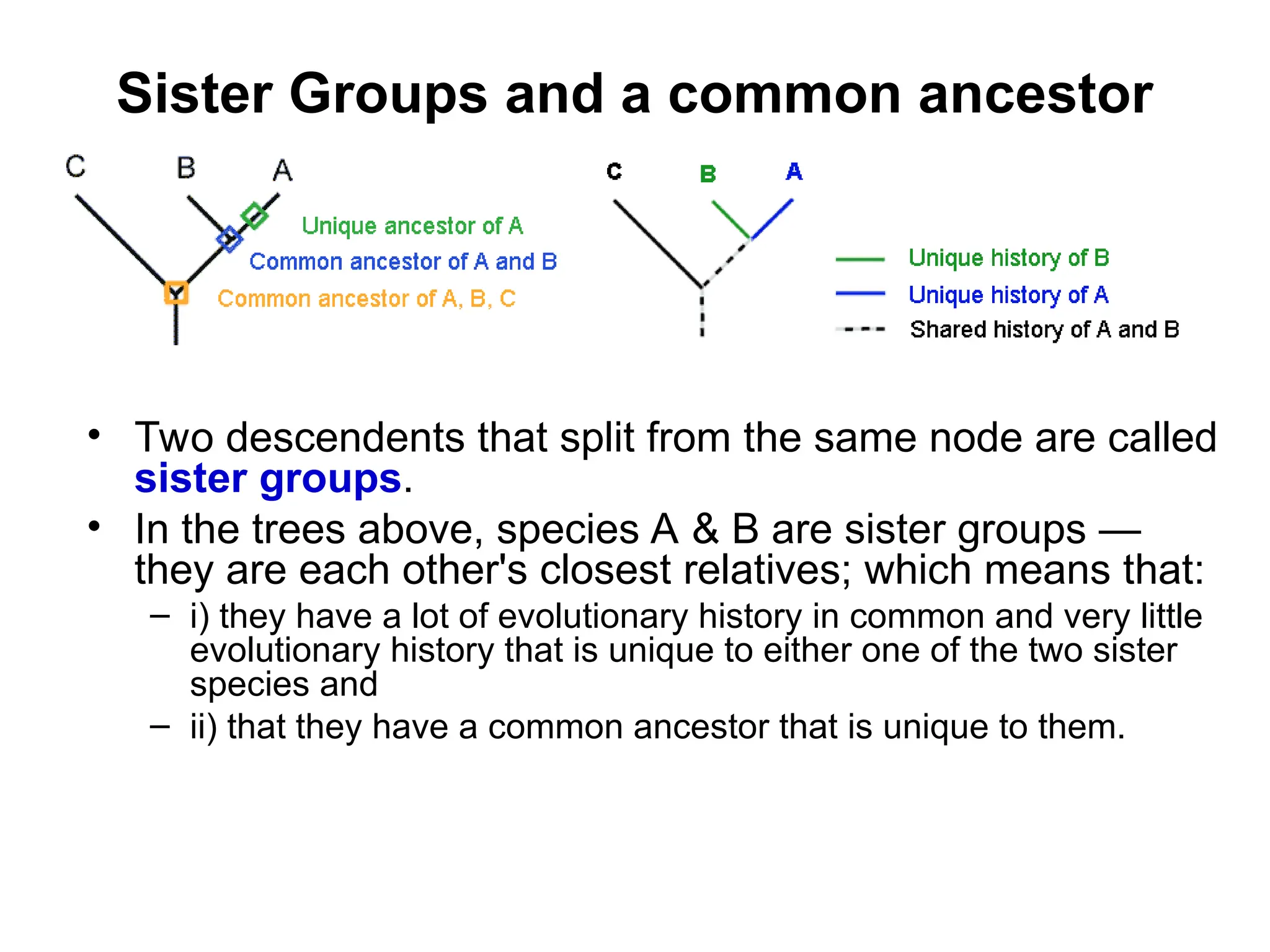 Sister Groups and a common ancestor
• Two descendents that split from the same node are called
sister groups.
• In the trees above, species A & B are sister groups —
they are each other's closest relatives; which means that:
– i) they have a lot of evolutionary history in common and very little
evolutionary history that is unique to either one of the two sister
species and
– ii) that they have a common ancestor that is unique to them.
 