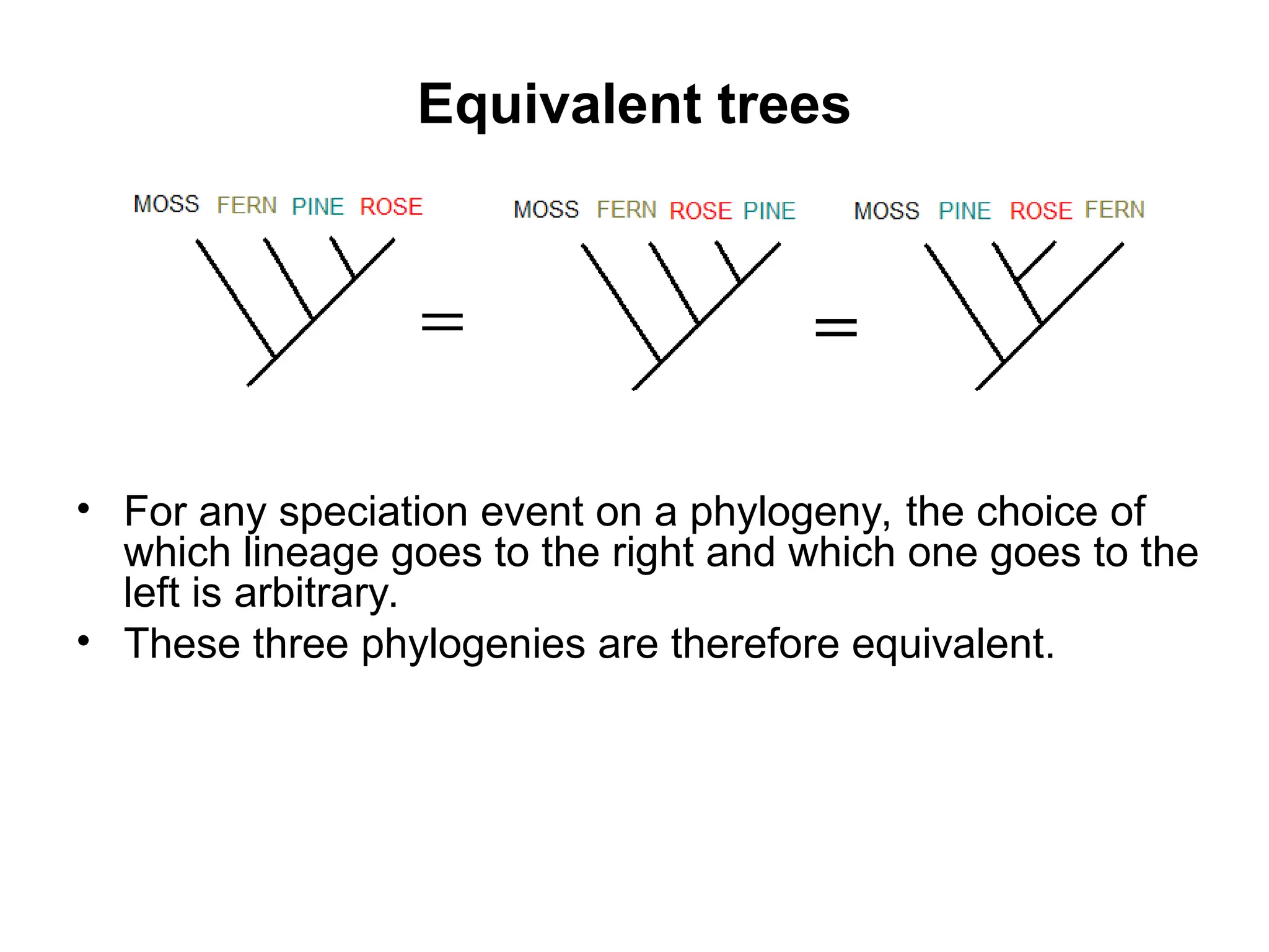 Equivalent trees
• For any speciation event on a phylogeny, the choice of
which lineage goes to the right and which one goes to the
left is arbitrary.
• These three phylogenies are therefore equivalent.
 