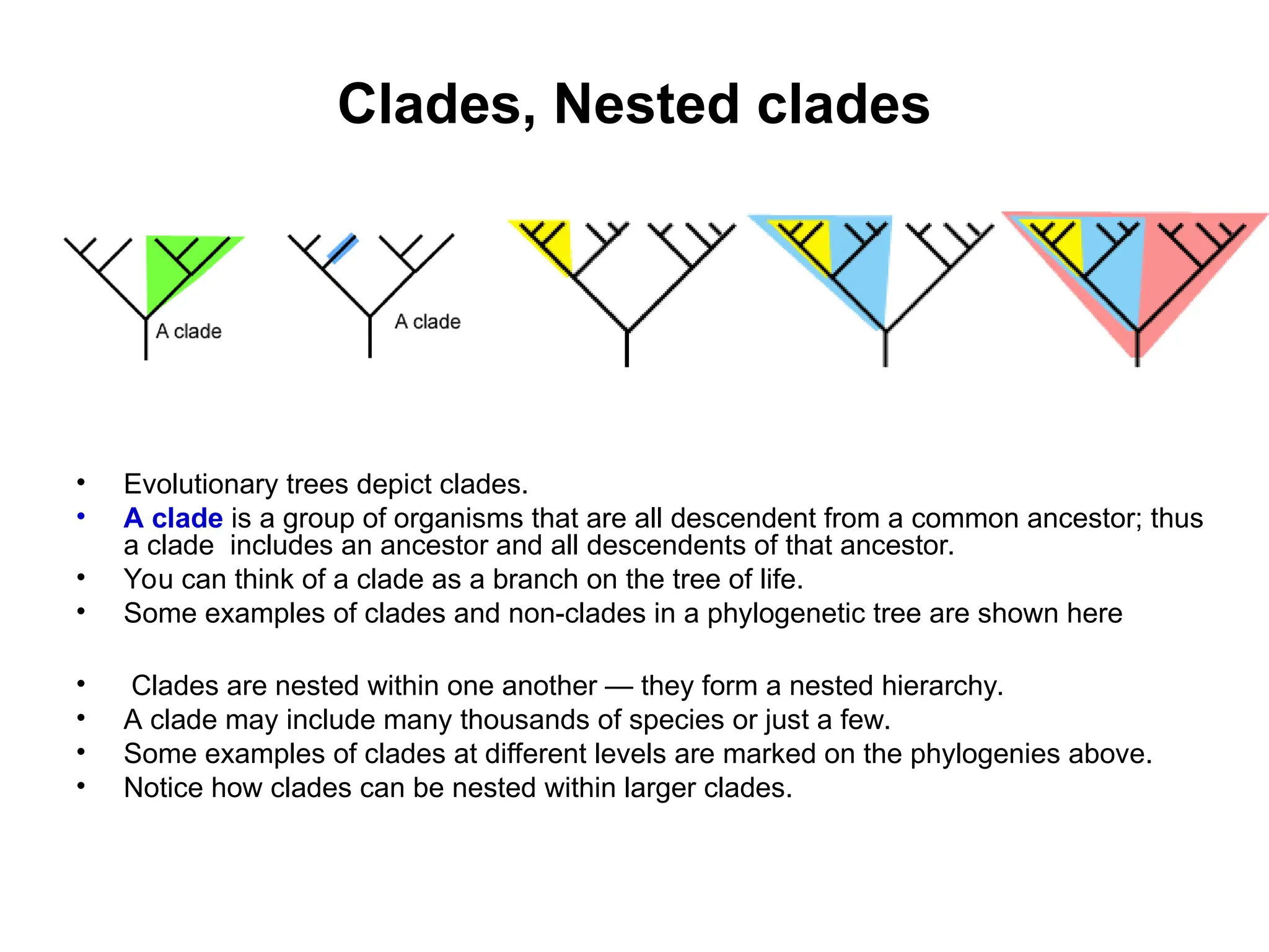 Clades, Nested clades
• Evolutionary trees depict clades.
• A clade is a group of organisms that are all descendent from a common ancestor; thus
a clade includes an ancestor and all descendents of that ancestor.
• You can think of a clade as a branch on the tree of life.
• Some examples of clades and non-clades in a phylogenetic tree are shown here
• Clades are nested within one another — they form a nested hierarchy.
• A clade may include many thousands of species or just a few.
• Some examples of clades at different levels are marked on the phylogenies above.
• Notice how clades can be nested within larger clades.
 