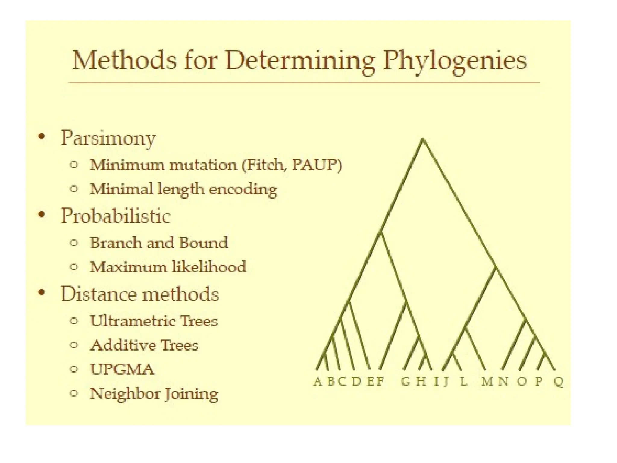 Phylogenetic tree analysis-Rooted and unrooted
