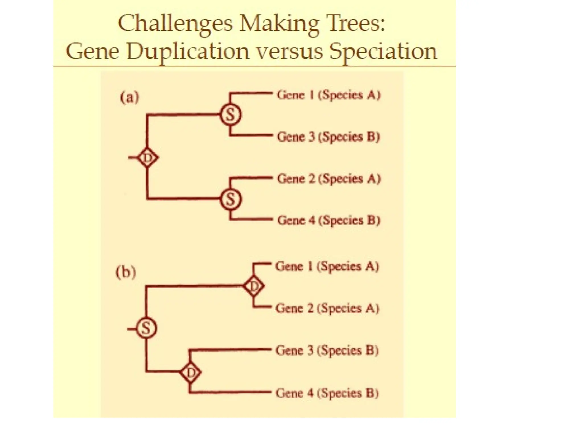 Phylogenetic tree analysis-Rooted and unrooted