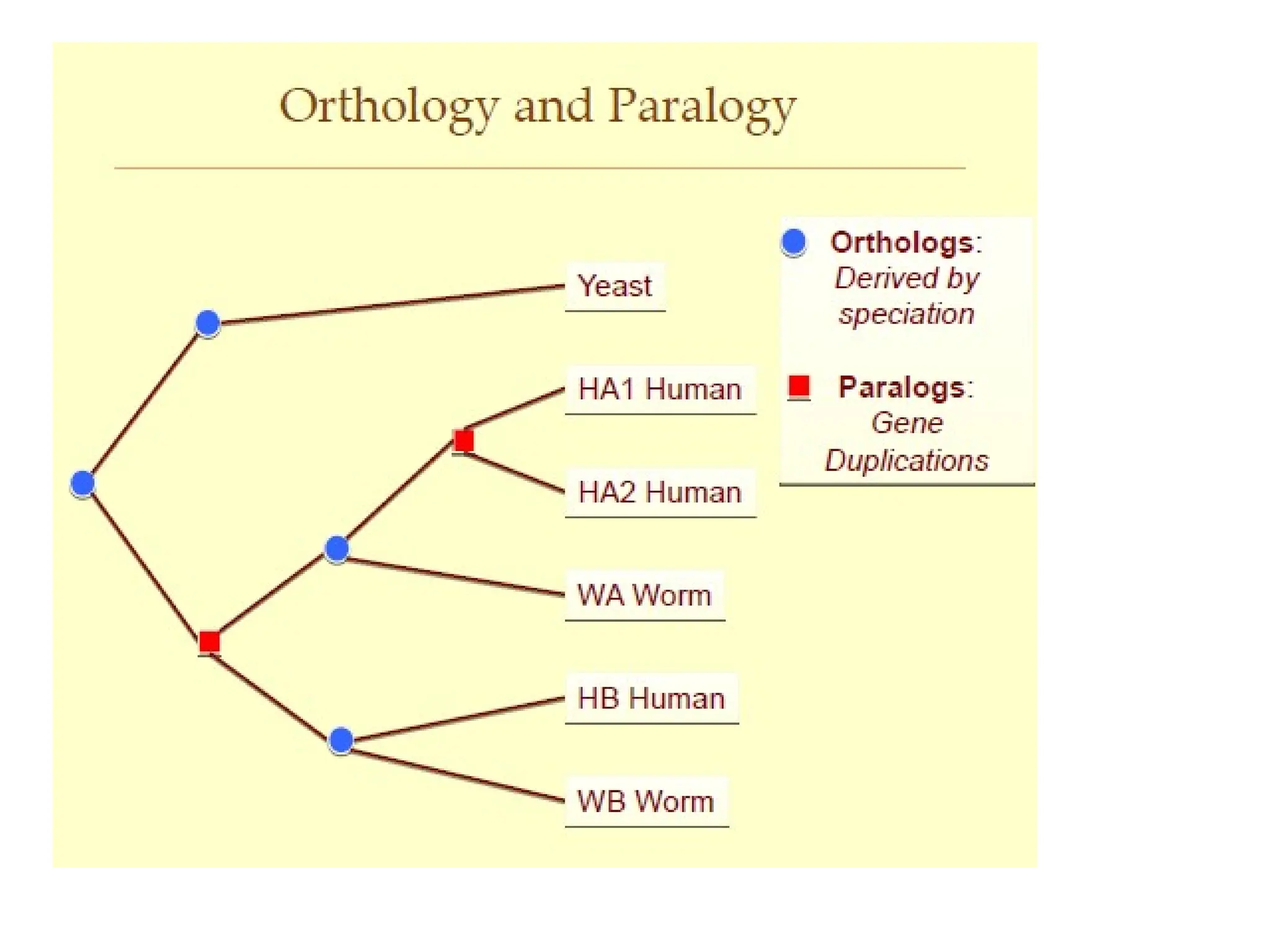 Phylogenetic tree analysis-Rooted and unrooted