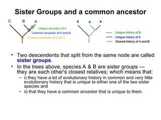Sister Groups and a common ancestor
• Two descendents that split from the same node are called
sister groups.
• In the trees above, species A & B are sister groups —
they are each other's closest relatives; which means that:
– i) they have a lot of evolutionary history in common and very little
evolutionary history that is unique to either one of the two sister
species and
– ii) that they have a common ancestor that is unique to them.
 