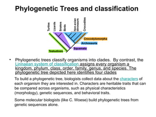 Phylogenetic Trees and classification
• Phylogenetic trees classify organisms into clades. By contrast, the
Linnaean system of classification assigns every organism a
kingdom, phylum, class, order, family, genus, and species. The
phylogenetic tree depicted here identifies four clades
To build a phylogenetic tree, biologists collect data about the characters of
each organism they are interested in. Characters are heritable traits that can
be compared across organisms, such as physical characteristics
(morphology), genetic sequences, and behavioral traits.
Some molecular biologists (like C. Woese) build phylogenetic trees from
genetic sequences alone.
 