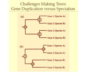 Phylogenetic tree analysis-Rooted and unrooted