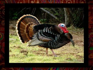 What is the vocabulary of this picture?

Could you make a sentence by using
The word turkey you’ve learnt?

Could you give me the meaning of any
words you have learnt?

 