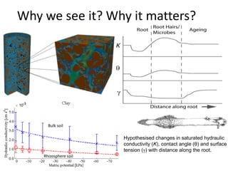 Hypothesised changes in saturated hydraulic
conductivity (K), contact angle (θ) and surface
tension (γ) with distance along the root.
Why we see it? Why it matters?
Rhizosphere soil
Bulk soil
 