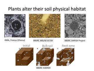 Plants alter their soil physical habitat
INRA, France (Chenu) BBSRC SARISA ProjectBBSRC BBS/B/16720
BBSRC D20454
Initial Bulk soil Root zone
 