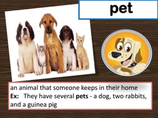 pet

an animal that someone keeps in their home
Ex: They have several pets - a dog, two rabbits,
and a guinea pig

 