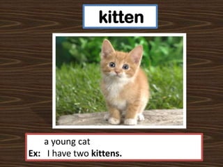 kitten

a young cat
Ex: I have two kittens.

 
