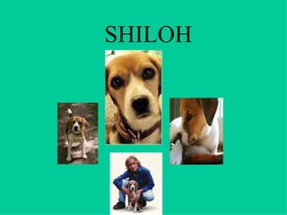 SHILOH 