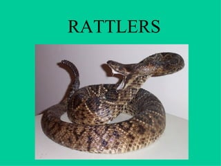 RATTLERS 