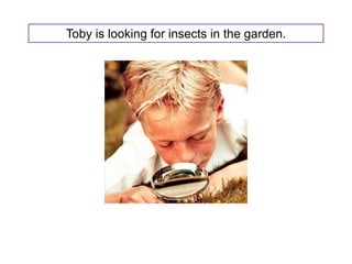 Toby Insect Reading workshop power point 1st grade | PPSX