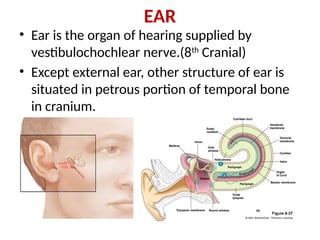 Anatomy & Physiology of EAR and Physiology of Hearing | PPTX