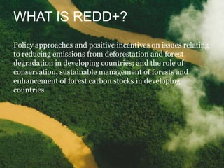 What is REDD+?Policy approaches and positive incentives on issues relating to reducing emissions from deforestation and forest degradation in developing countries; and the role of conservation, sustainable management of forests and enhancement of forest carbon stocks in developing countries
