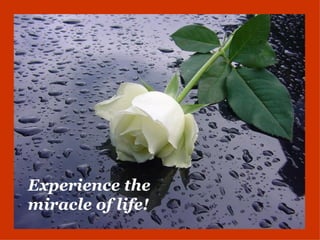 Experience the
miracle of life!
 