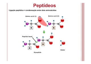 Peptídeos
Ligação peptídica = condensação entre dois aminoácidos
 