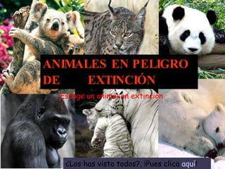 ANIMALES EN PELIGRO DE  EXTINCIÓN Escoge un animal en extinción ¿Los has visto todos?, ¡Pues clica  aquí ! 