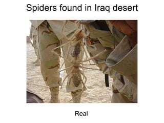 Spiders  f ound in Iraq  d esert Real 