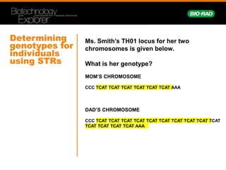 Th01 Real-Time PCR Basics the polymerase chain reaction is process of ...