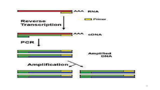 Reverse Transcript Pcr Machine Real time pcr, reverse transcripta pcr, gene expression methods and ...