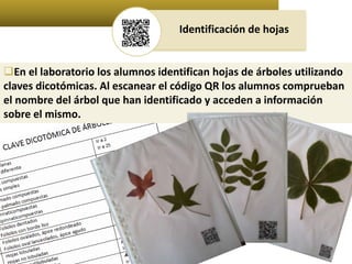 Identificación de hojas 
En el laboratorio los alumnos identifican hojas de árboles utilizando 
claves dicotómicas. Al escanear el código QR los alumnos comprueban 
el nombre del árbol que han identificado y acceden a información 
sobre el mismo. 
 
