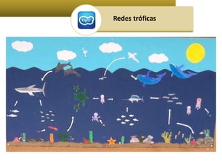Redes tróficas 
 