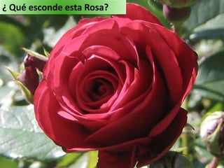 ¿ Qué esconde esta Rosa?
 