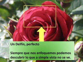 Un Delfín, perfecto
Siempre que nos enfoquemos podemos
descubrir lo que a simple vista no se ve.
 