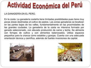 LA GANADERÍA EN EL PERÚ.
En la costa. La ganadería costeña tiene limitadas posibilidades pues tiene muy
pocas áreas destinadas al cultivo de pastos. Las zonas ganaderas se localizan
en las partes bajas de los valles, fundamentalmente en las proximidades de
las grandes ciudades. La ganadería de la costa es intensiva formado por
ganado seleccionado, con elevada producción de carne y leche. Se alimenta
con forrajes de cultivo y con alimentos balanceados. Utiliza espacios
pequeños para la crianza como establos y granjas. Cuenta con una adecuada
orientación técnica y científica, además de fuertes inversiones de capital.
 